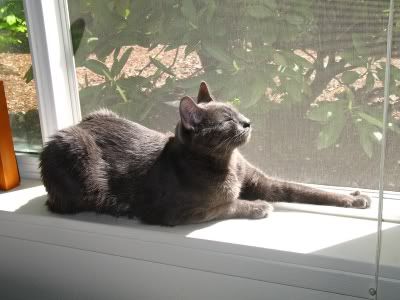 IMAGE: http://img.photobucket.com/albums/v721/viperx27/Cats/IMG_1681.jpg