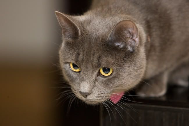 IMAGE: http://img.photobucket.com/albums/v721/viperx27/Cats/cats-27.jpg