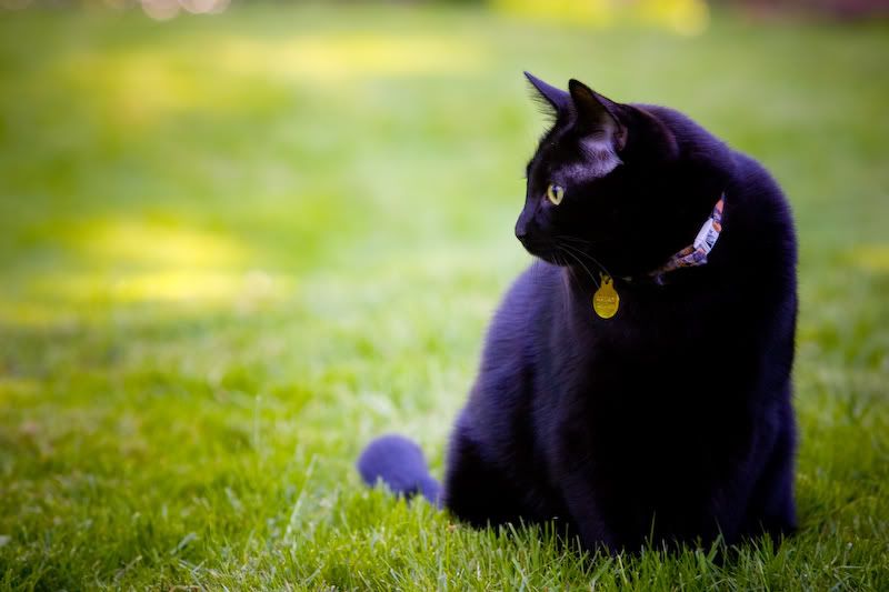 IMAGE: http://img.photobucket.com/albums/v721/viperx27/Cats/kittah-1.jpg