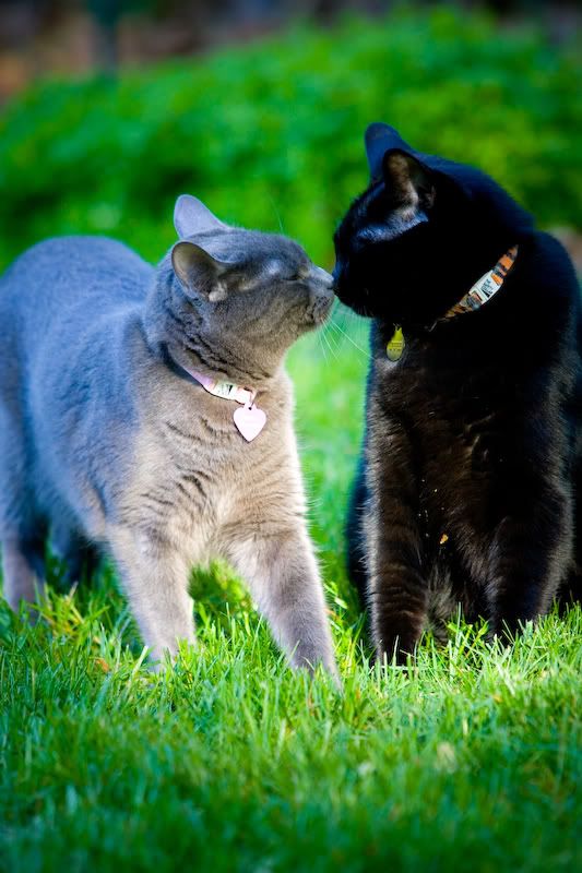 IMAGE: http://img.photobucket.com/albums/v721/viperx27/Cats/kittah-3.jpg