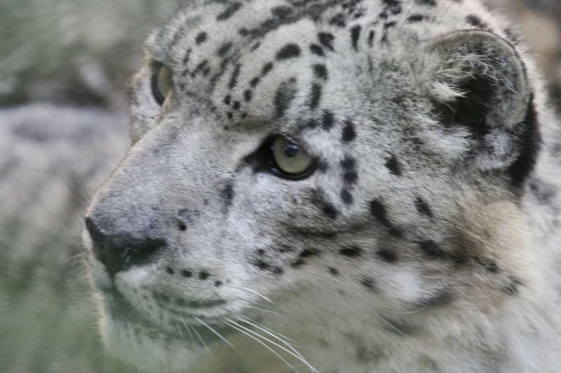 IMAGE: http://img.photobucket.com/albums/v721/viperx27/animals/EPV0045.jpg