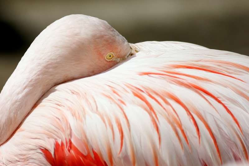 IMAGE: http://img.photobucket.com/albums/v721/viperx27/animals/EPV0166.jpg