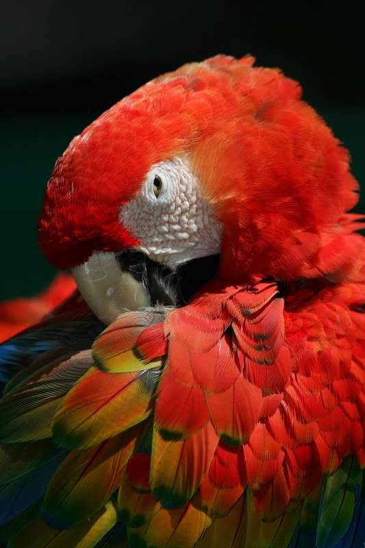 IMAGE: http://img.photobucket.com/albums/v721/viperx27/animals/EPV0172.jpg