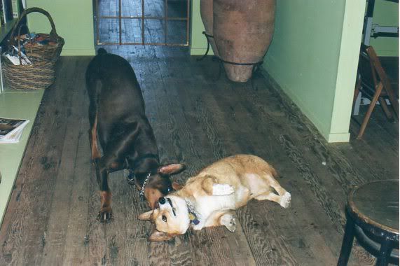 http://img.photobucket.com/albums/v722/ossobuco/DerbythedobieandPaccothecorgi087.jpg