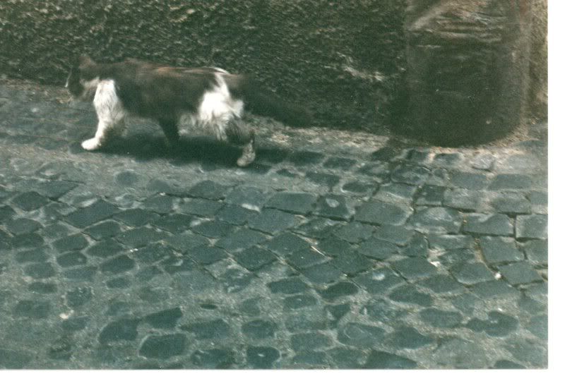 http://img.photobucket.com/albums/v722/ossobuco/catofviterbo178.jpg?t=1290528004
