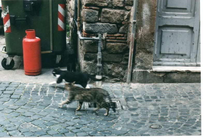 http://img.photobucket.com/albums/v722/ossobuco/runningcatsofviterbo179.jpg?t=1290528078