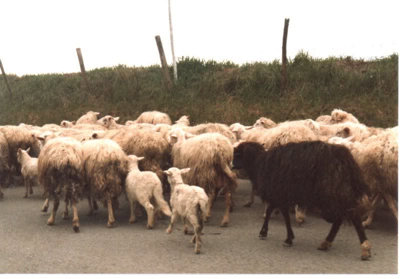 http://img.photobucket.com/albums/v722/ossobuco/sheepinchianti.jpg?t=1285521098