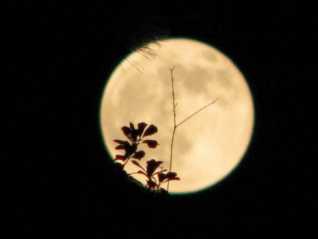 Moon Shot