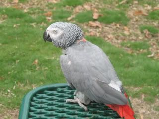 Julio hanging out  at the  park.