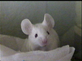 This is my cute white mouse Isabelle