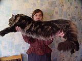 th_MaineCoon14.jpg