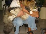 th_MaineCoon156-5661_IMG.jpg