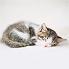 http://img.photobucket.com/albums/v724/Jenispecial/Rapture%20Icons%2001/Stock-Inspiration-Cat-raptureico-10.png