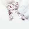 http://img.photobucket.com/albums/v724/Jenispecial/Rapture%20Icons%2001/Stock-Inspiration-Cat-raptureico-13.png