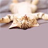 http://img.photobucket.com/albums/v724/Jenispecial/Rapture%20Icons%2001/Stock-Inspiration-Cat-raptureico-15.png