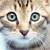 http://img.photobucket.com/albums/v724/Jenispecial/Rapture%20Icons%2001/Stock-Inspiration-Cat-raptureico-9.png