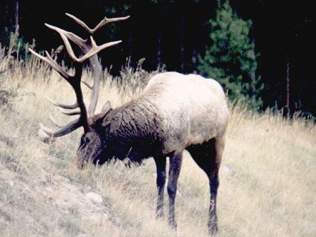 Elk.jpg