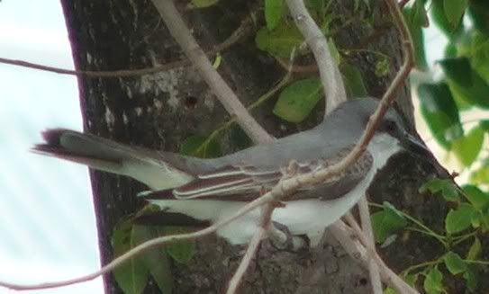 Gray Kingbird