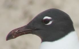 Laughing Gull--where didn't I see this one?