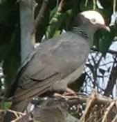 White-crowned Pigeon