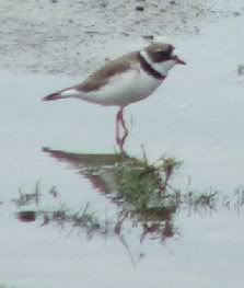 Wilson's Plover at Rotary Park