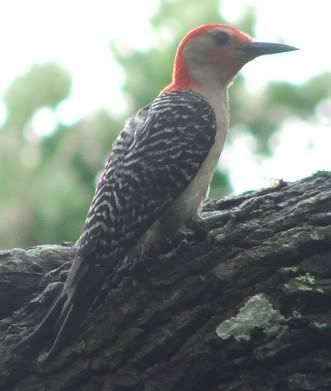 Red-bellied Woodppecker at Lori Wilson