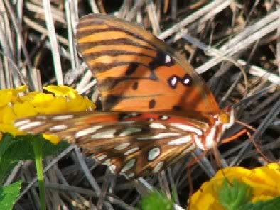 Gulf Fritillary