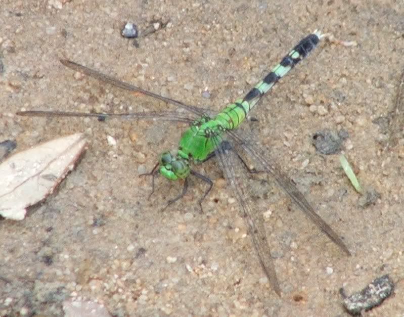 Erythemis simplicollis