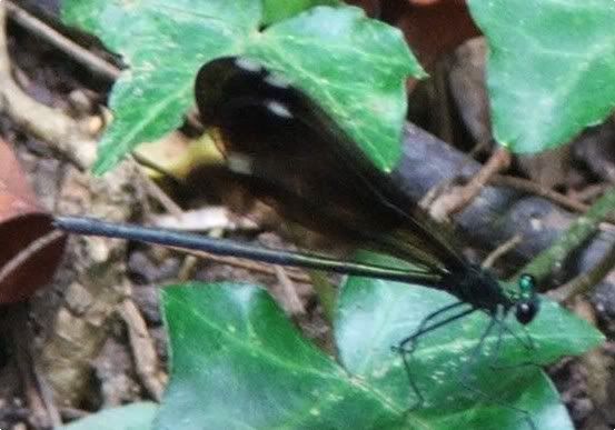 Ebony Jewelwing Female