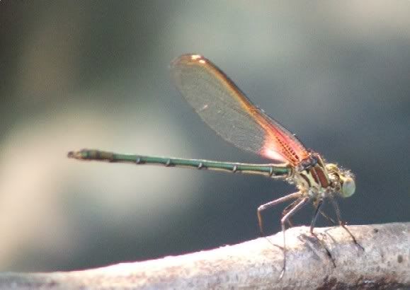 American Rubyspot