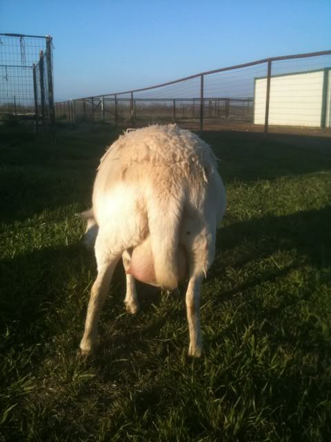 Pregnant Ewe-pictures - Sheep