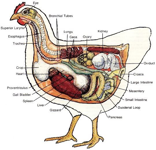 Swine External Anatomy