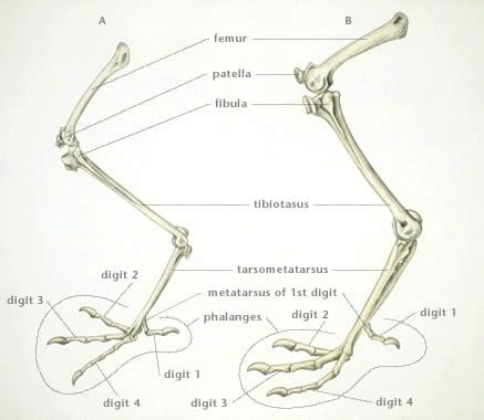 Rickets In Poultry