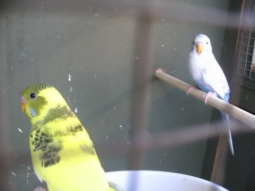 newbirds.jpg
