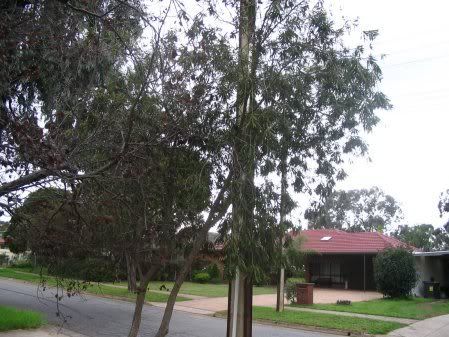 tree1.jpg