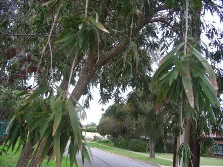 tree2.jpg