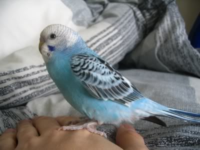 tweeter.jpg