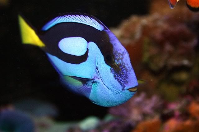 IMAGE: http://img.photobucket.com/albums/v725/Michael_Lambert/BlueTang2.jpg?t=1226519792