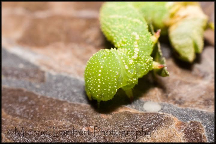 IMAGE: http://img.photobucket.com/albums/v725/Michael_Lambert/Catipillar.jpg?t=1190919544