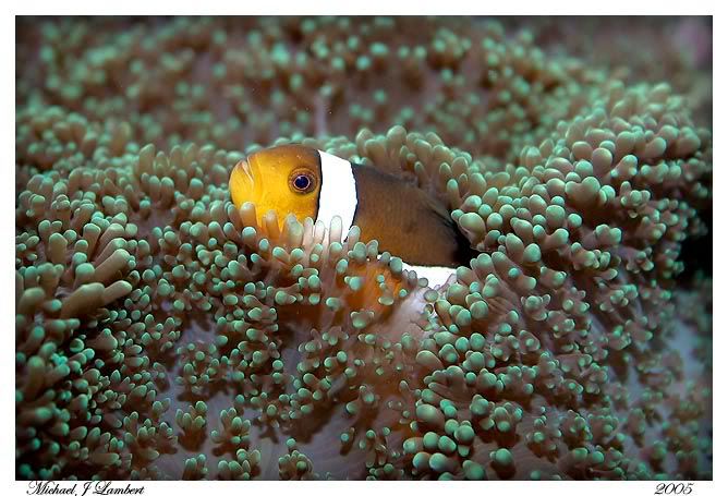 Clownfish1.jpg