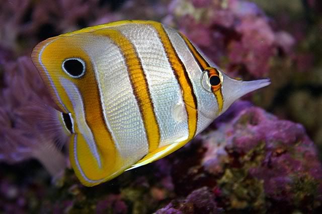 IMAGE: http://img.photobucket.com/albums/v725/Michael_Lambert/CopperBand2.jpg?t=1226519749