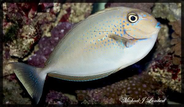 IMAGE: http://img.photobucket.com/albums/v725/Michael_Lambert/VtangJune6.jpg?t=1226519583