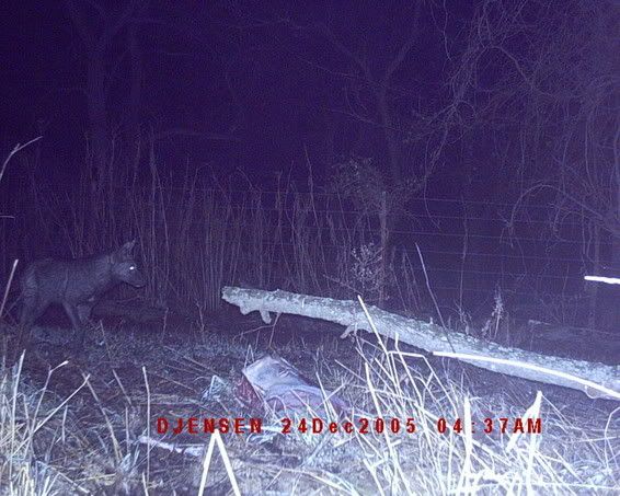 BlackCoyotetreecam006.jpg