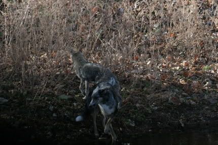 coydog.jpg