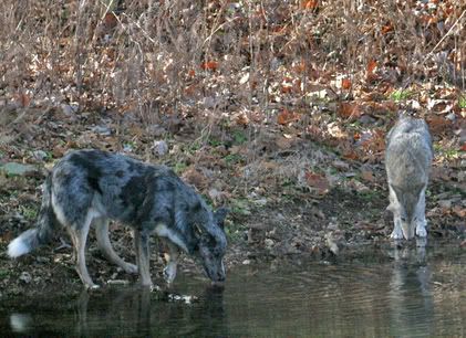 coydogdoctoerd.jpg