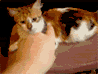 55a11a09.gif