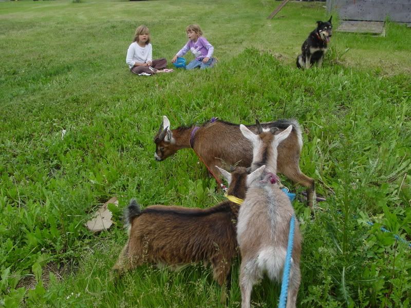 Fun with goats! *Pictures* - Goats