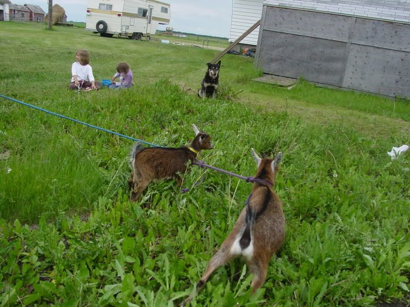 Fun with goats! *Pictures* - Goats