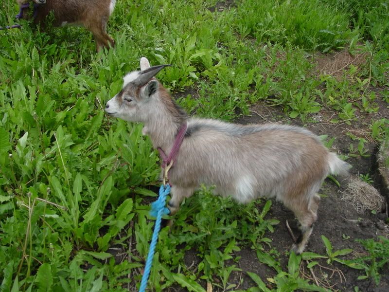 Fun with goats! *Pictures* - Goats