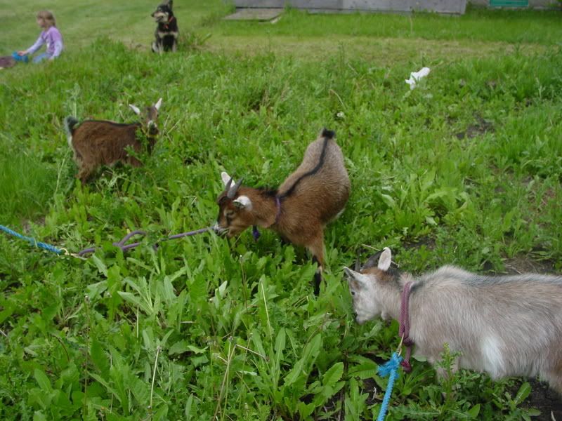 Fun with goats! *Pictures* - Goats